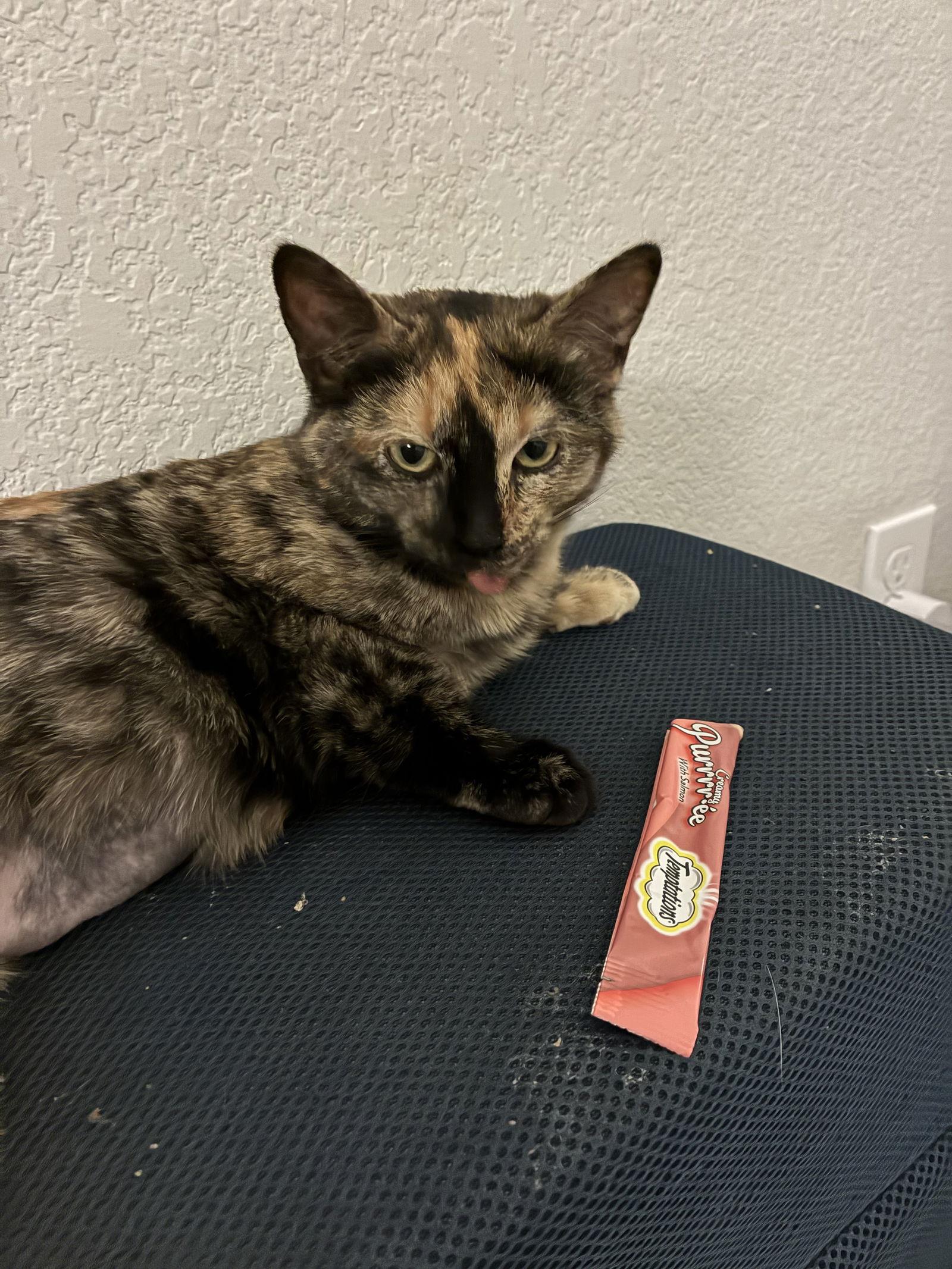 Penney, Adoptable, Young Female Domestic Short Hair.