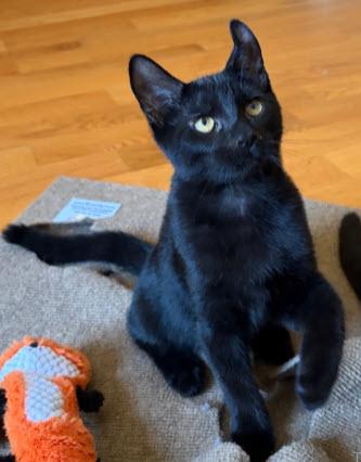 Zephyr Morse, adopt with Flurry, Adoptable, Kitten Male Domestic Short Hair & Domestic Short Hair.