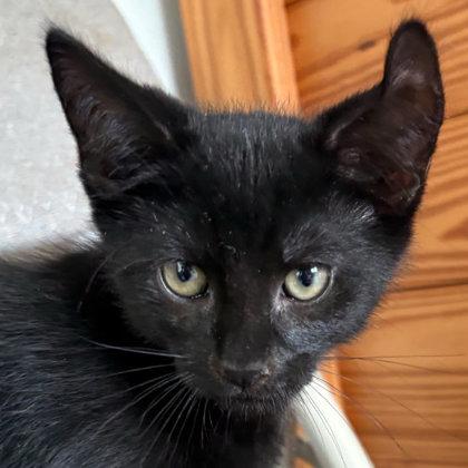 Enlarge Zephyr Morse, adopt with Flurry, a Adoptable mixed breed in Hudson, MA image 2/3