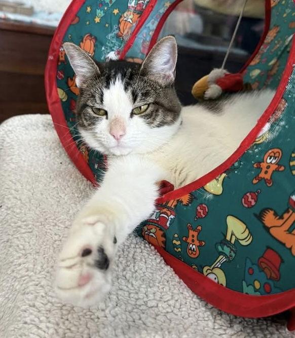 Alicia - KBC — thumbnail 2