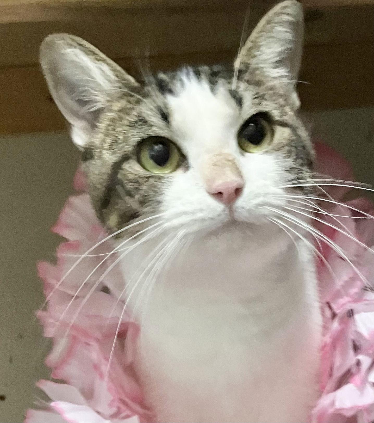 Alicia - KBC — thumbnail 3