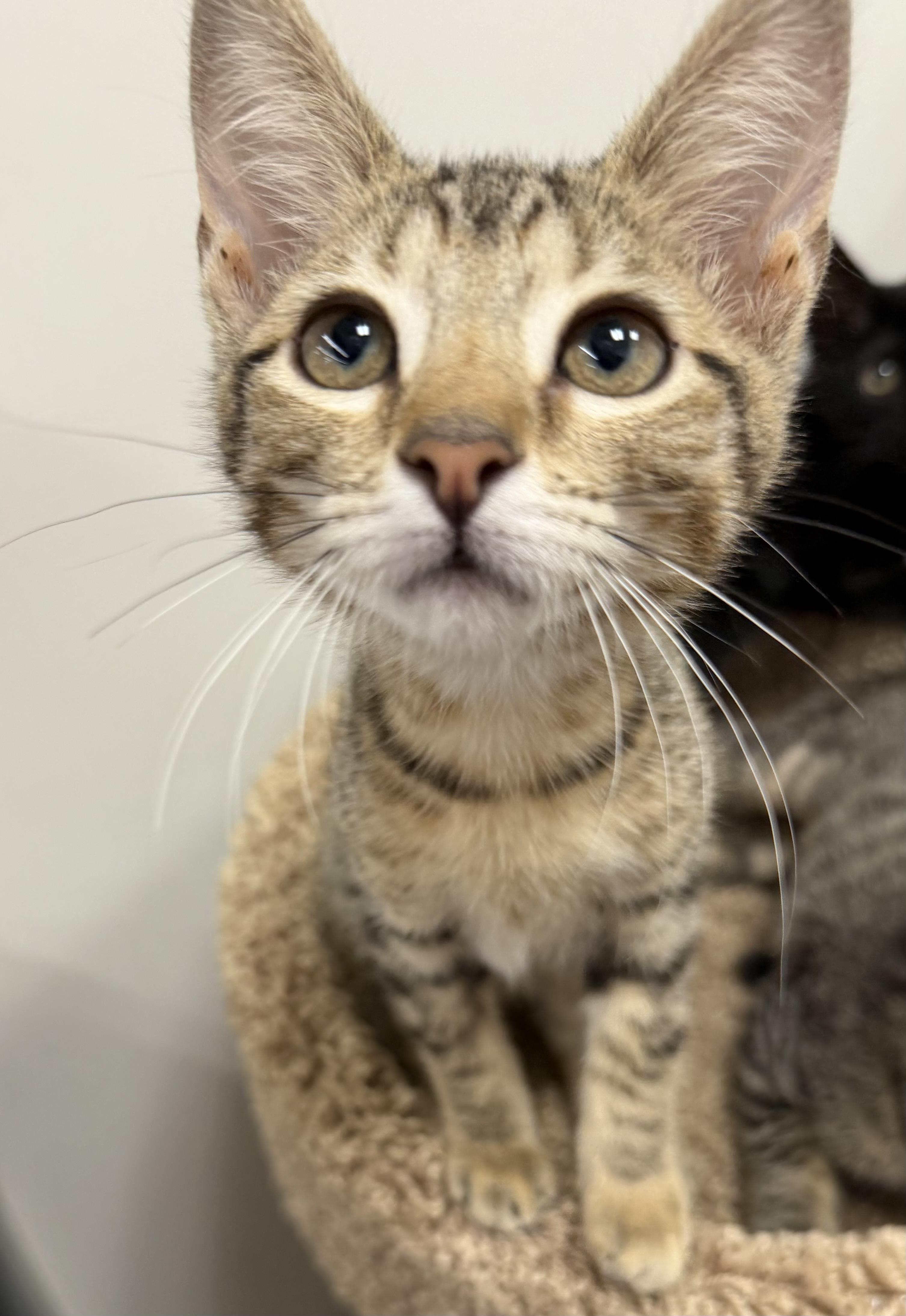 Enlarge Foxtrot- Riley Fuzzel Petsmart, a Adopted Domestic Short Hair in Spring, TX image 3/3