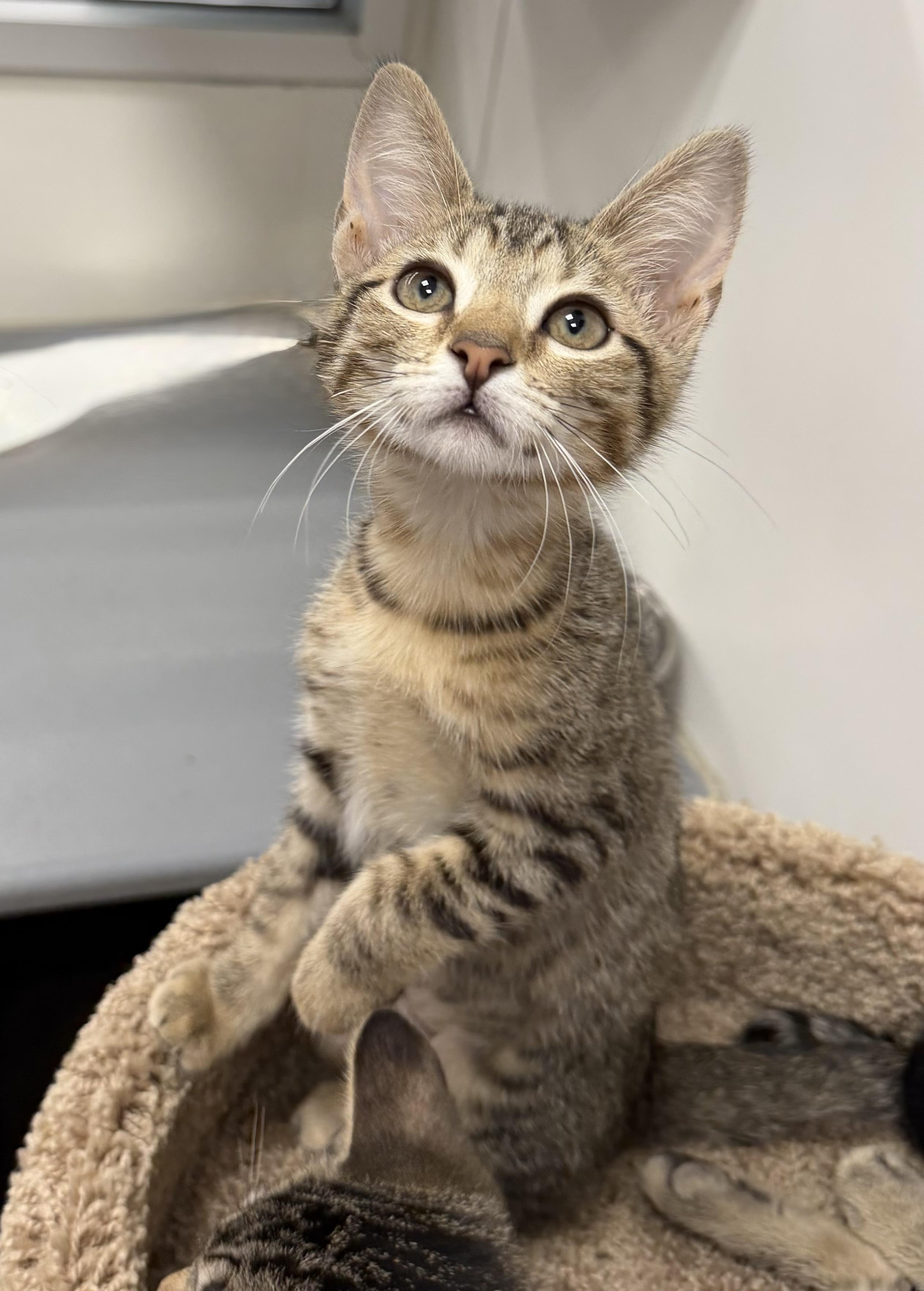 Enlarge Foxtrot- Riley Fuzzel Petsmart, a Adopted Domestic Short Hair in Spring, TX image 2/3