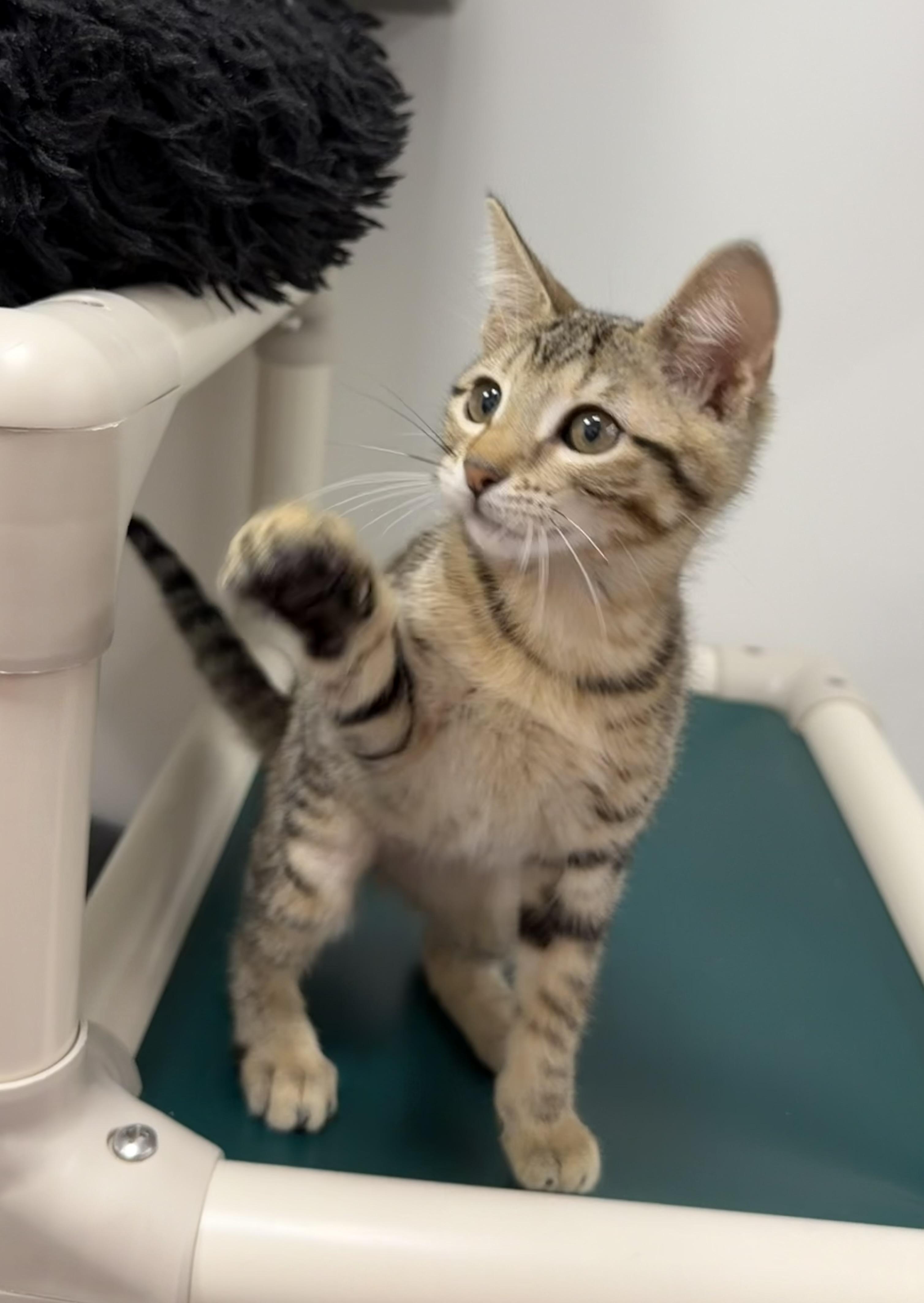 Enlarge Foxtrot- Riley Fuzzel Petsmart, a Adopted Domestic Short Hair in Spring, TX image 1/3