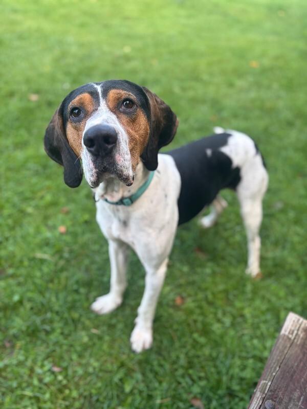 Howie, Adoptable, Young Male Hound & Mixed Breed.
