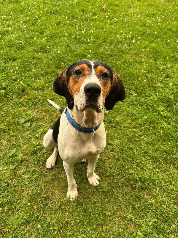 Enlarge Howie, a Adoptable mixed breed in Cortland, NY image 2/6