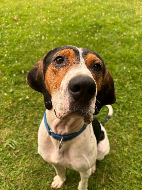 Enlarge Howie, a Adoptable mixed breed in Cortland, NY image 3/6