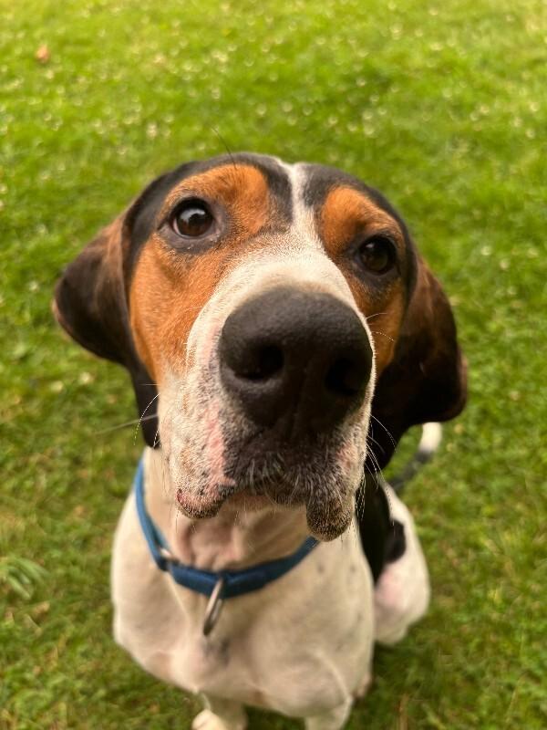 Enlarge Howie, a Adoptable mixed breed in Cortland, NY image 4/6