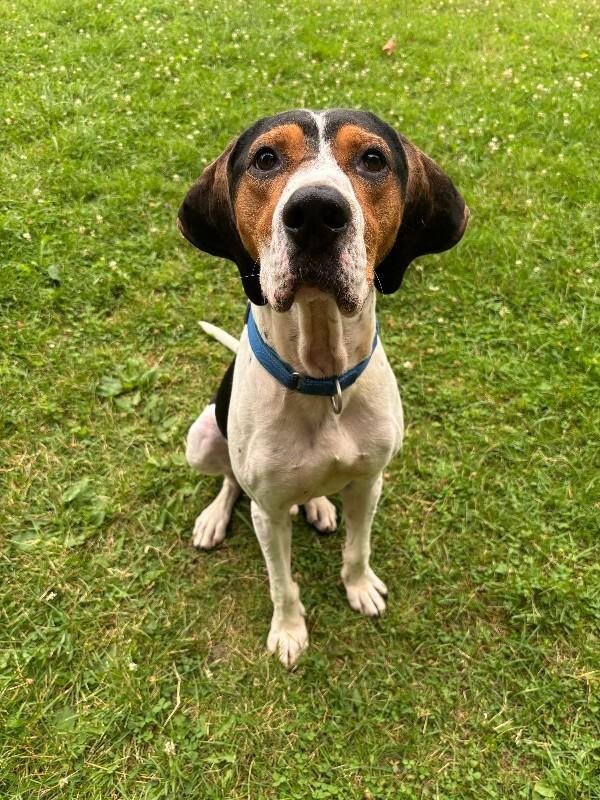 Enlarge Howie, a Adoptable mixed breed in Cortland, NY image 5/6