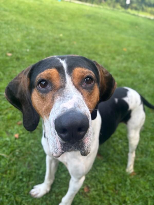 Enlarge Howie, a Adoptable mixed breed in Cortland, NY image 6/6
