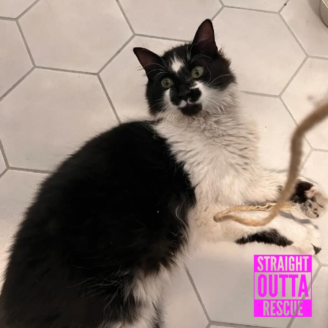 Enlarge Asher, a ADOPTABLE Domestic Long Hair in Vancouver, BC image 1/3