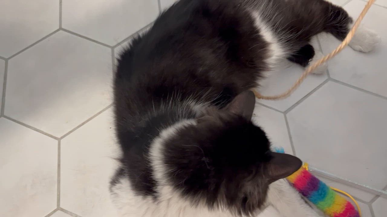 Enlarge Asher, a ADOPTABLE Domestic Long Hair in Vancouver, BC video 3/3