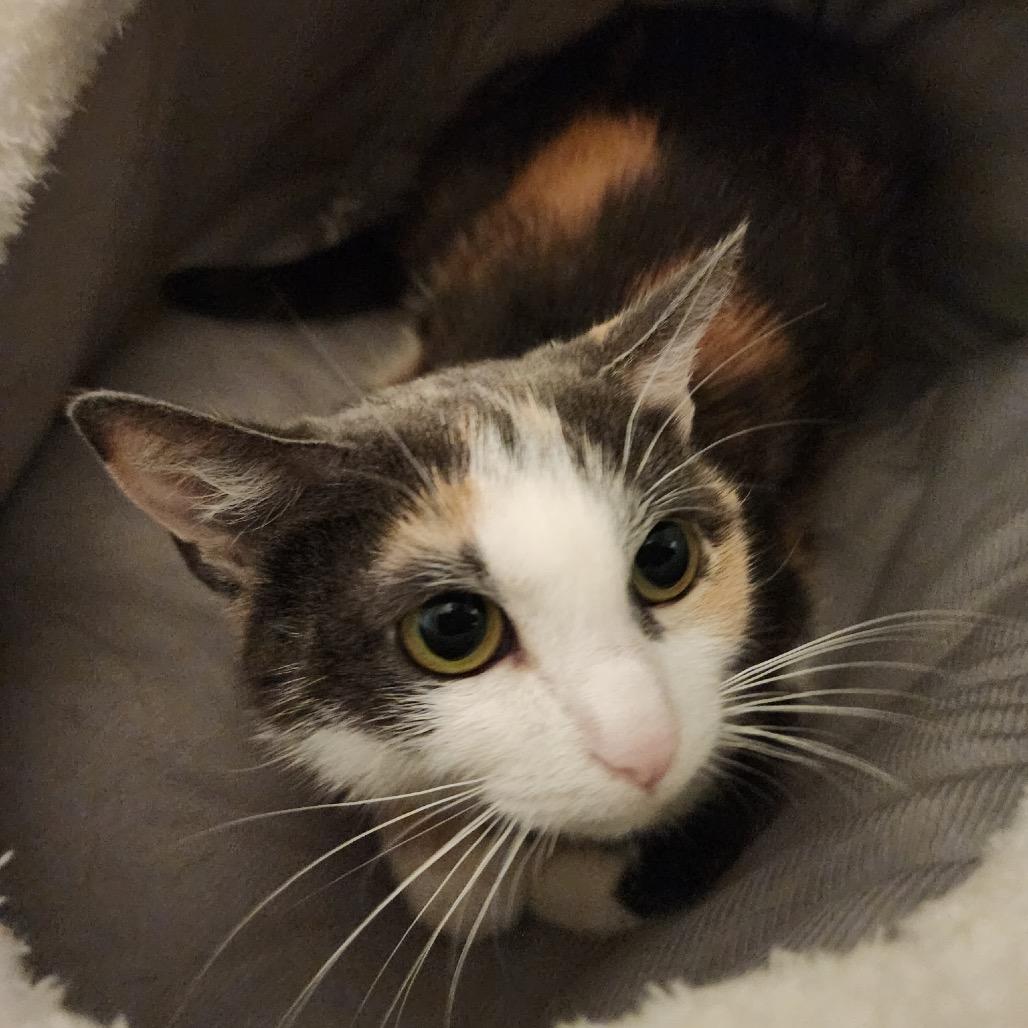 Tala @ PAWZ pet cafe, Adoptable, Young Female Domestic Short Hair.