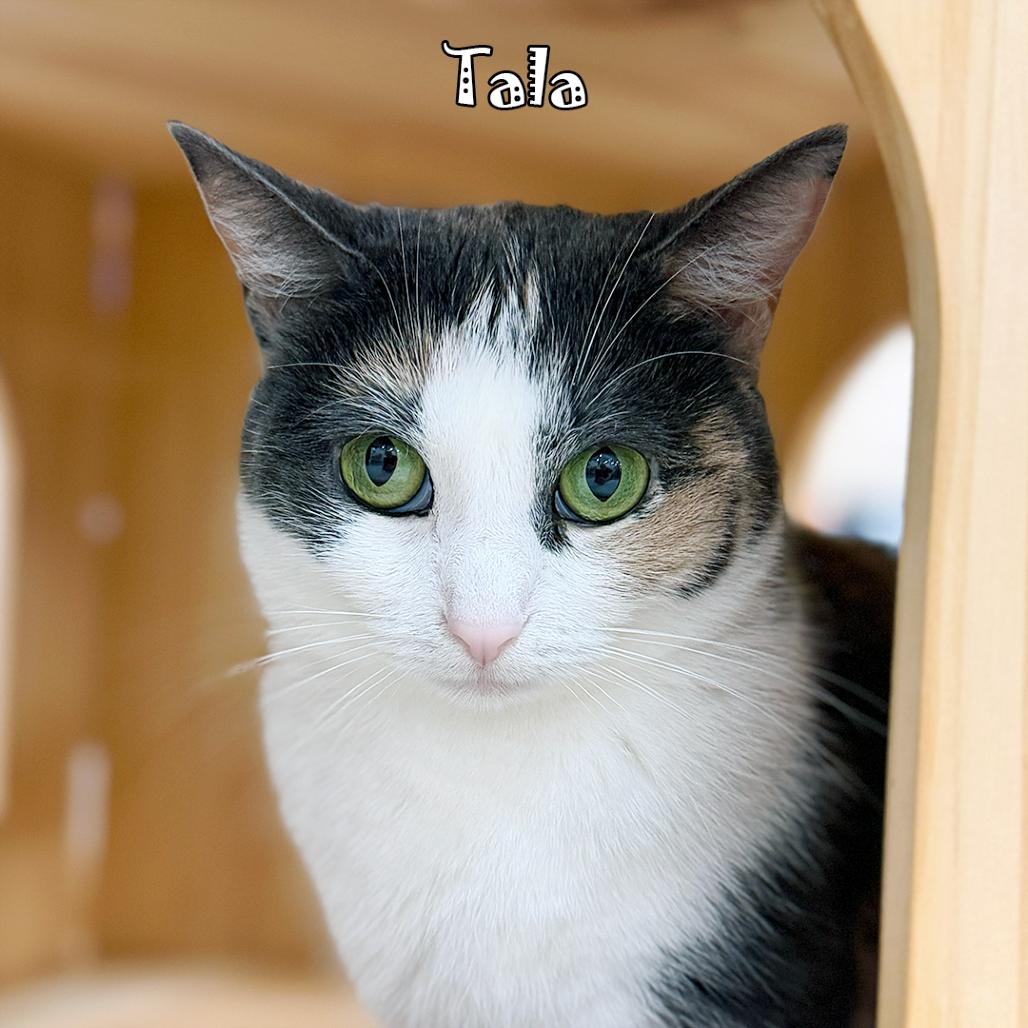 Tala @ PAWZ pet cafe, Adoptable, Adult Female Domestic Short Hair.
