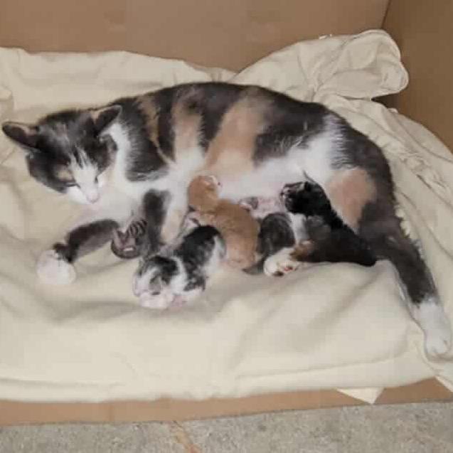 Enlarge Tala @ PAWZ pet cafe, a Adoptable Domestic Short Hair in Carmel, IN image 2/6