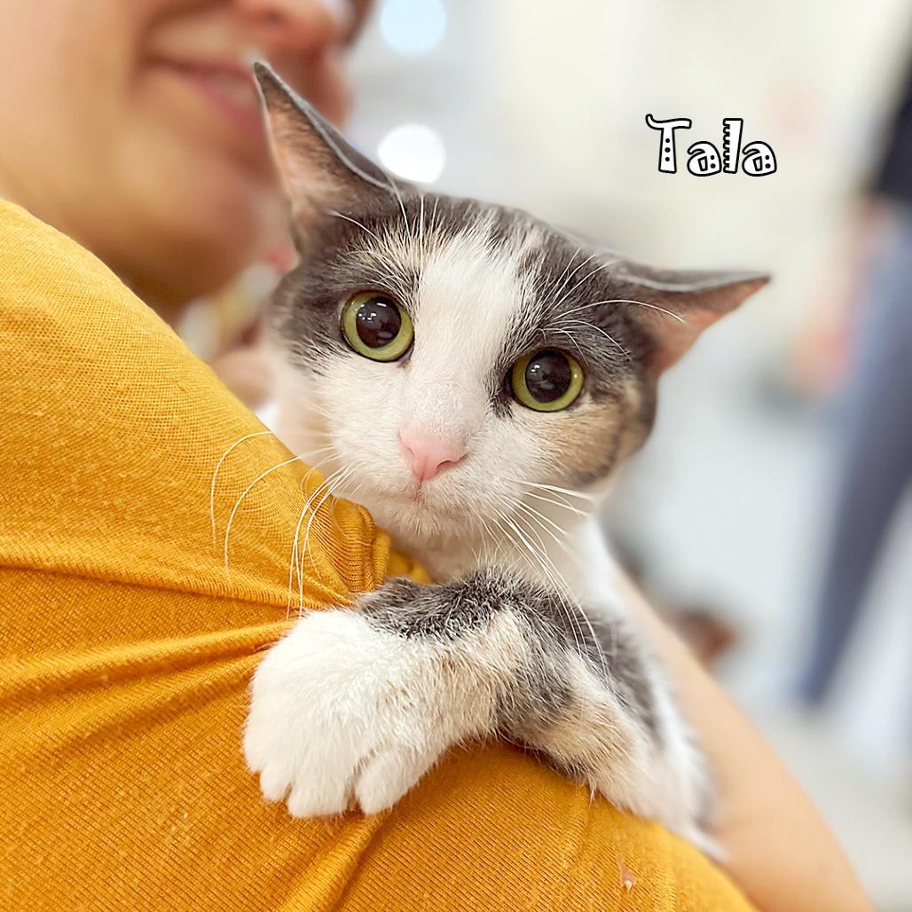 Enlarge Tala @ PAWZ pet cafe, a Adoptable Domestic Short Hair in Carmel, IN image 3/6