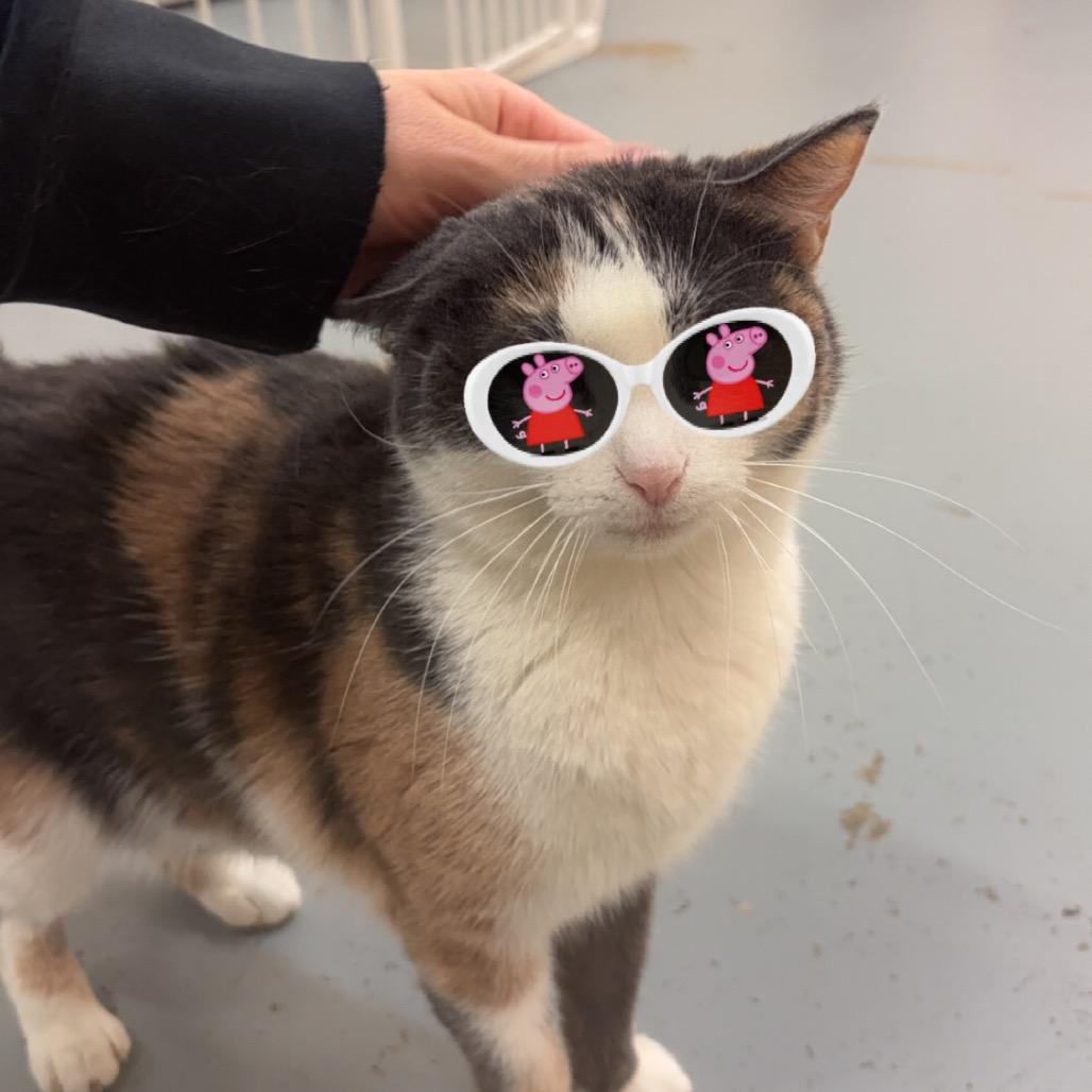 Enlarge Tala @ PAWZ pet cafe, a Adoptable Domestic Short Hair in Carmel, IN image 4/6