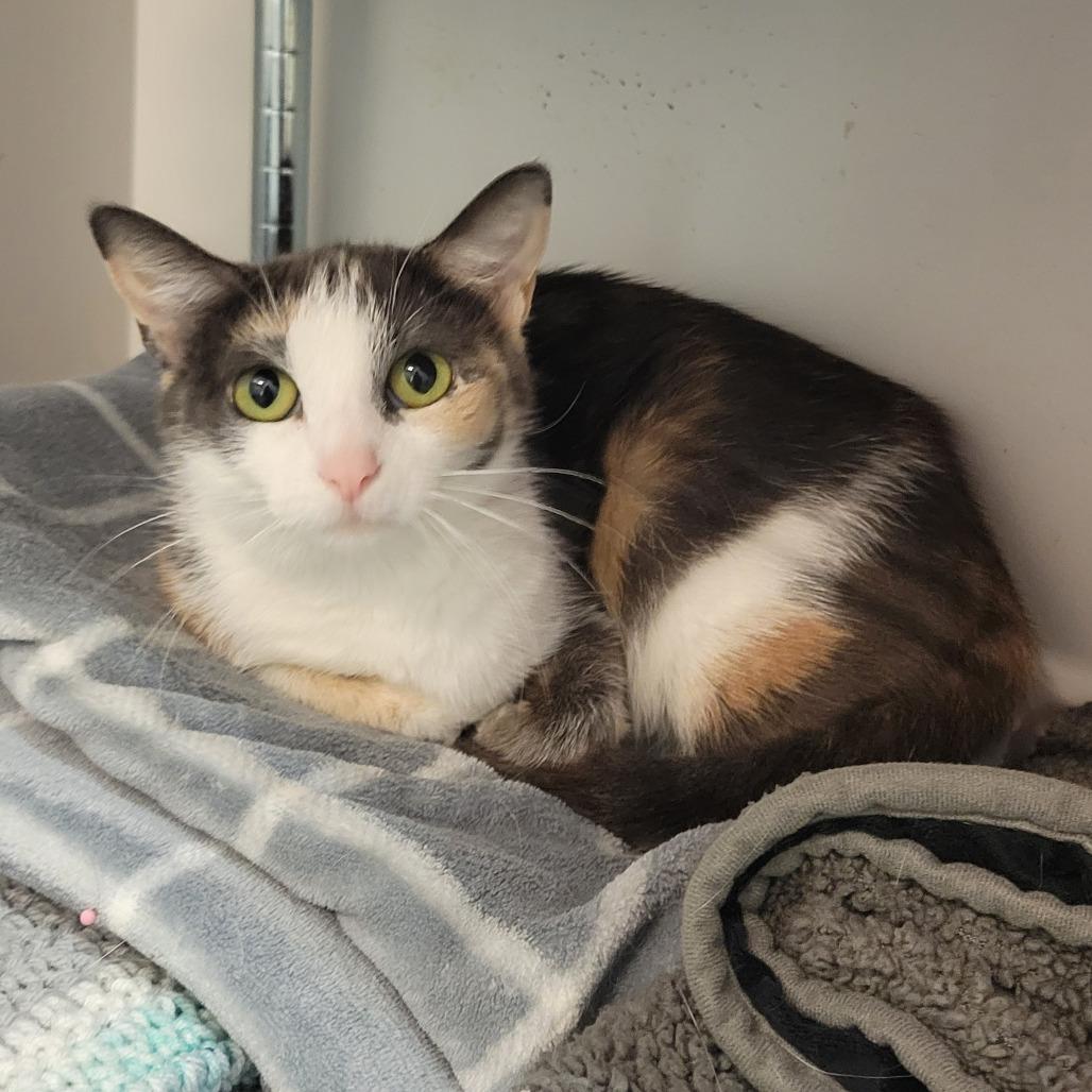 Enlarge Tala @ PAWZ pet cafe, a Adoptable Domestic Short Hair in Carmel, IN image 4/6