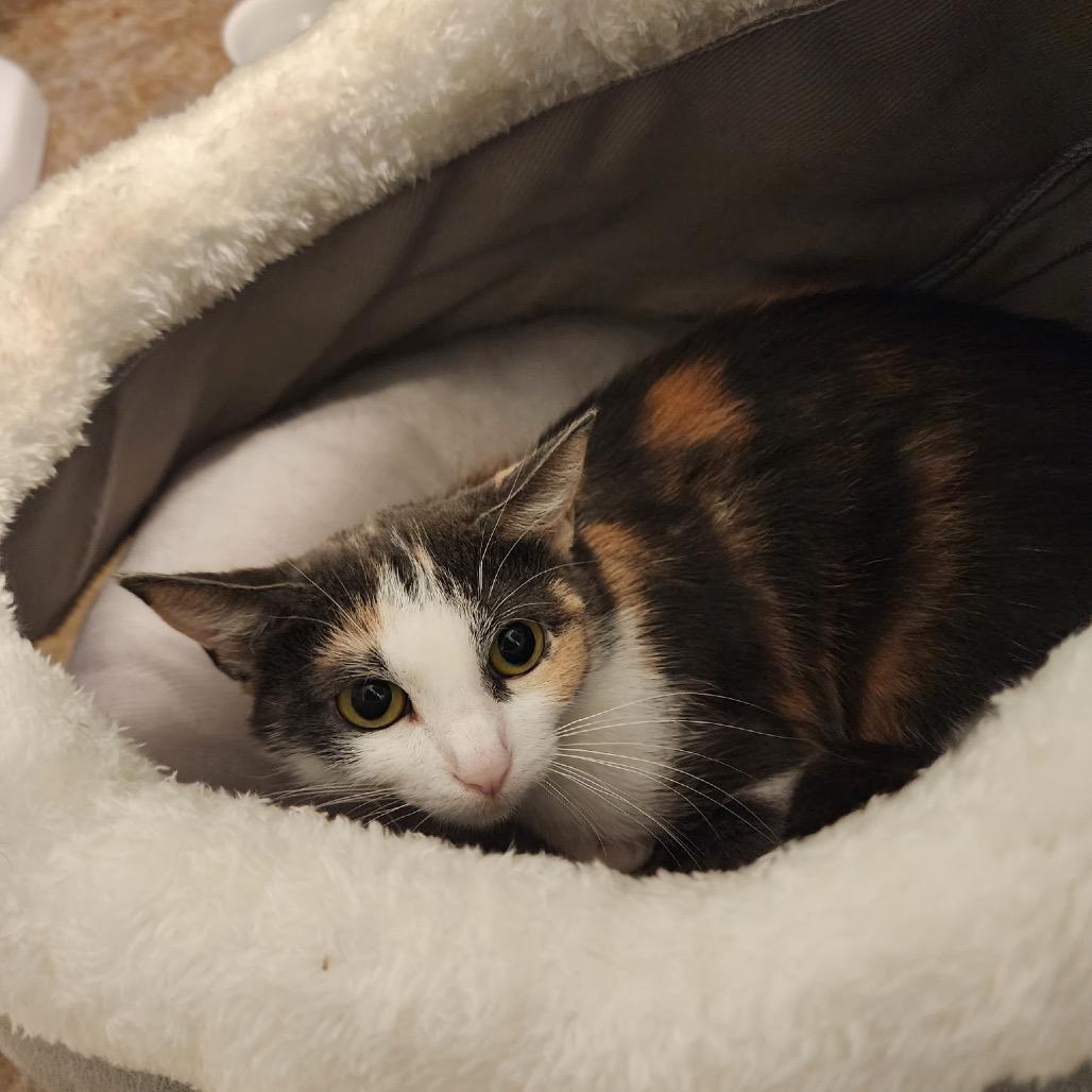Enlarge Tala @ PAWZ pet cafe, a Adoptable Domestic Short Hair in Carmel, IN image 5/6