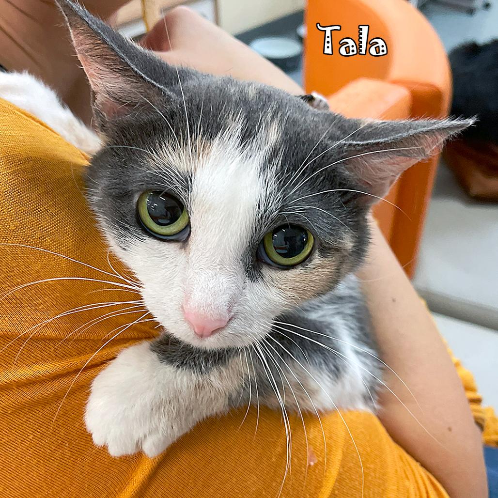 Enlarge Tala @ PAWZ pet cafe, a Adoptable Domestic Short Hair in Carmel, IN image 6/6