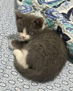 Ikea, Adoptable, Kitten Female Domestic Short Hair.