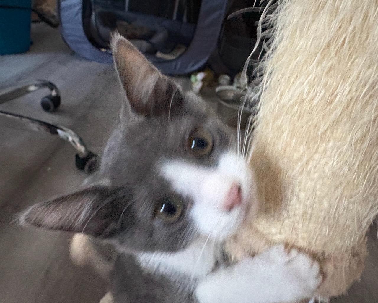 Enlarge Ikea, a Adoptable Domestic Short Hair in San Francisco, CA image 2/4