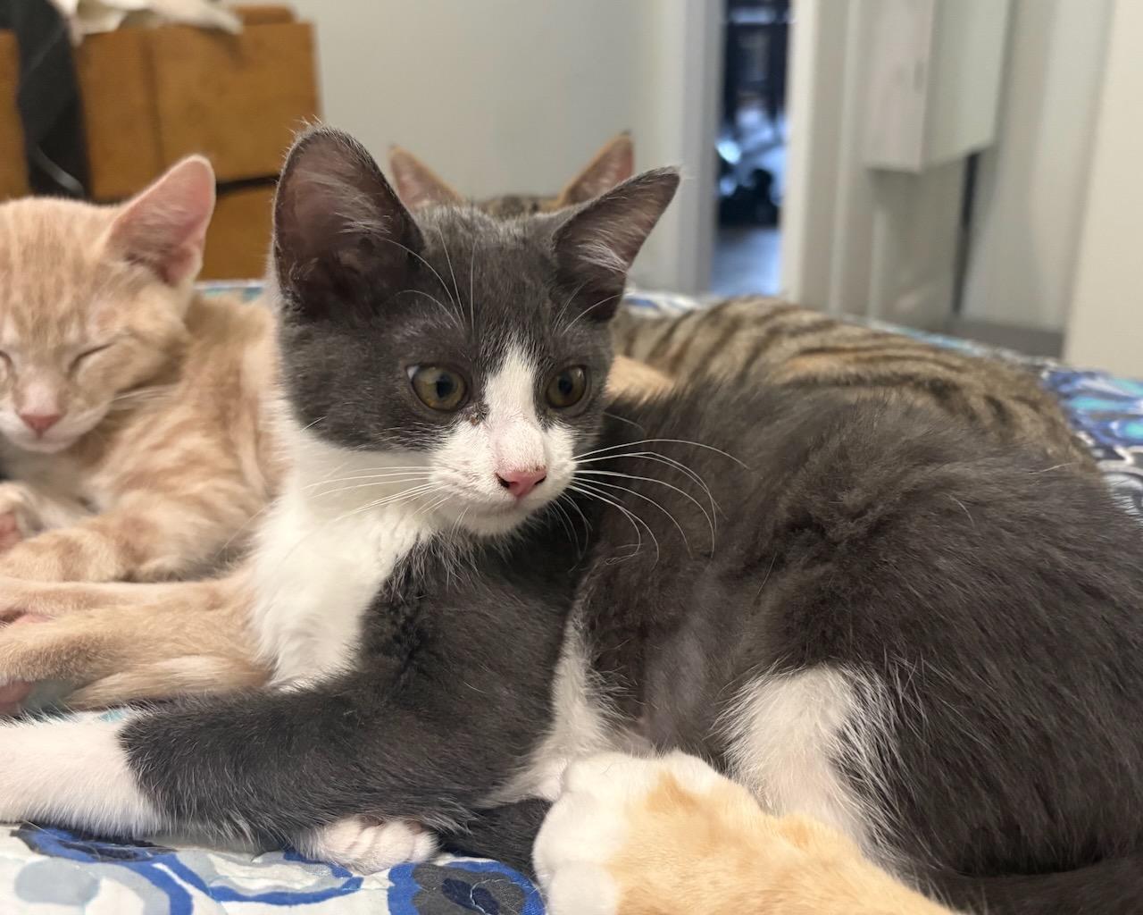Enlarge Ikea, a Adoptable Domestic Short Hair in San Francisco, CA image 3/4