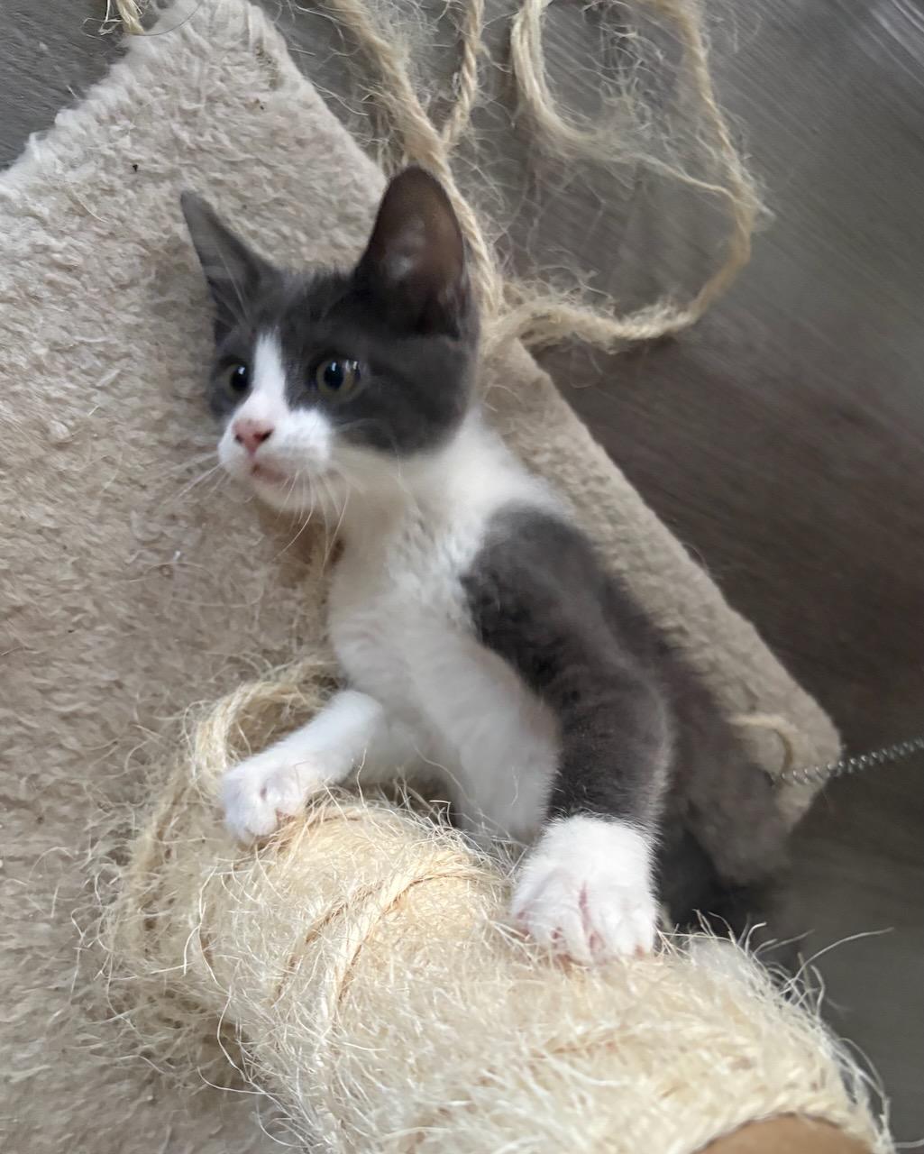 Enlarge Ikea, a Adoptable Domestic Short Hair in San Francisco, CA image 4/4