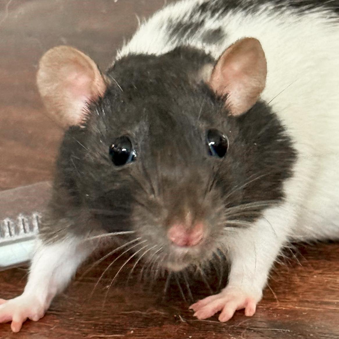 Enlarge April - Name Your Own Adoption Fee!, a Adoptable Rat in Jefferson, WI image 1/1