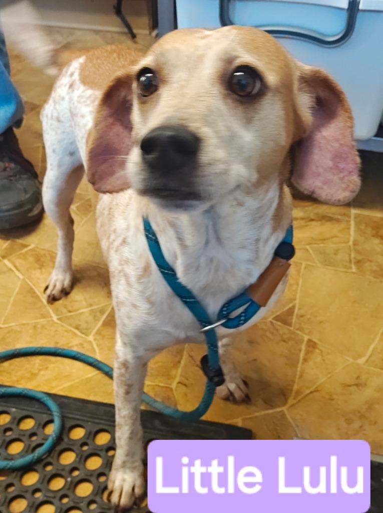 Enlarge Lulu, a Adoptable mixed breed in Mena, AR image 1/2