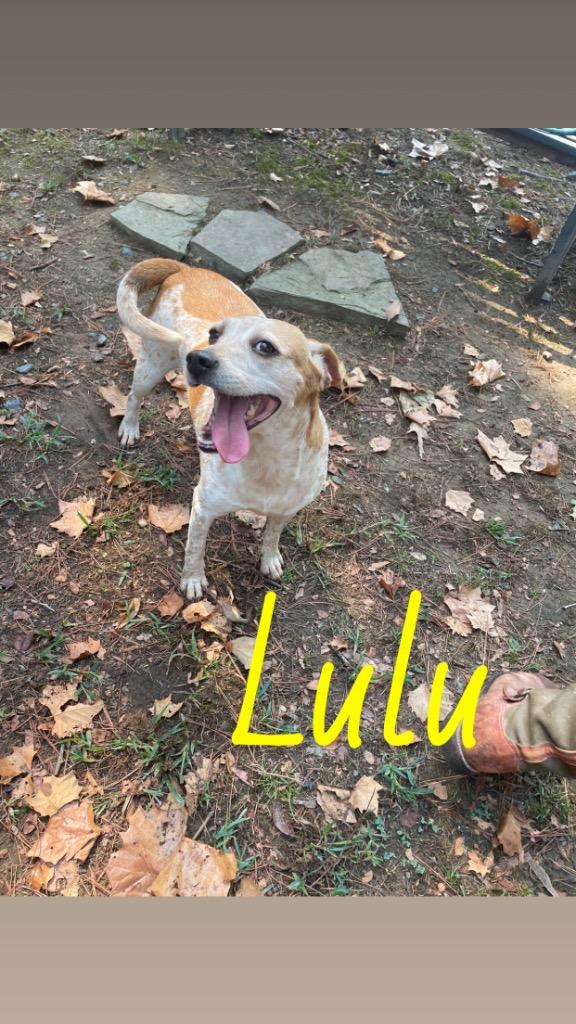 Enlarge Lulu, a Adoptable mixed breed in Mena, AR image 2/2