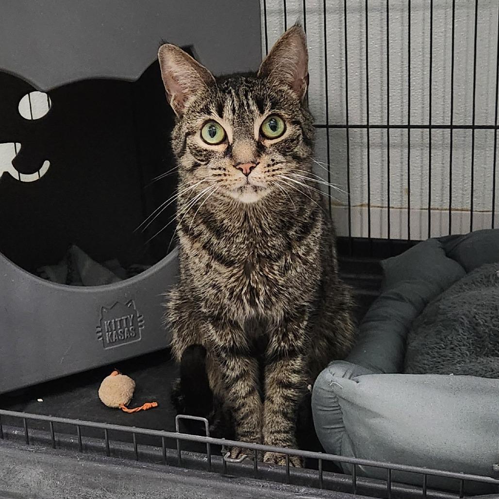 Bonkers, Adoptable, Adult Male Domestic Short Hair.