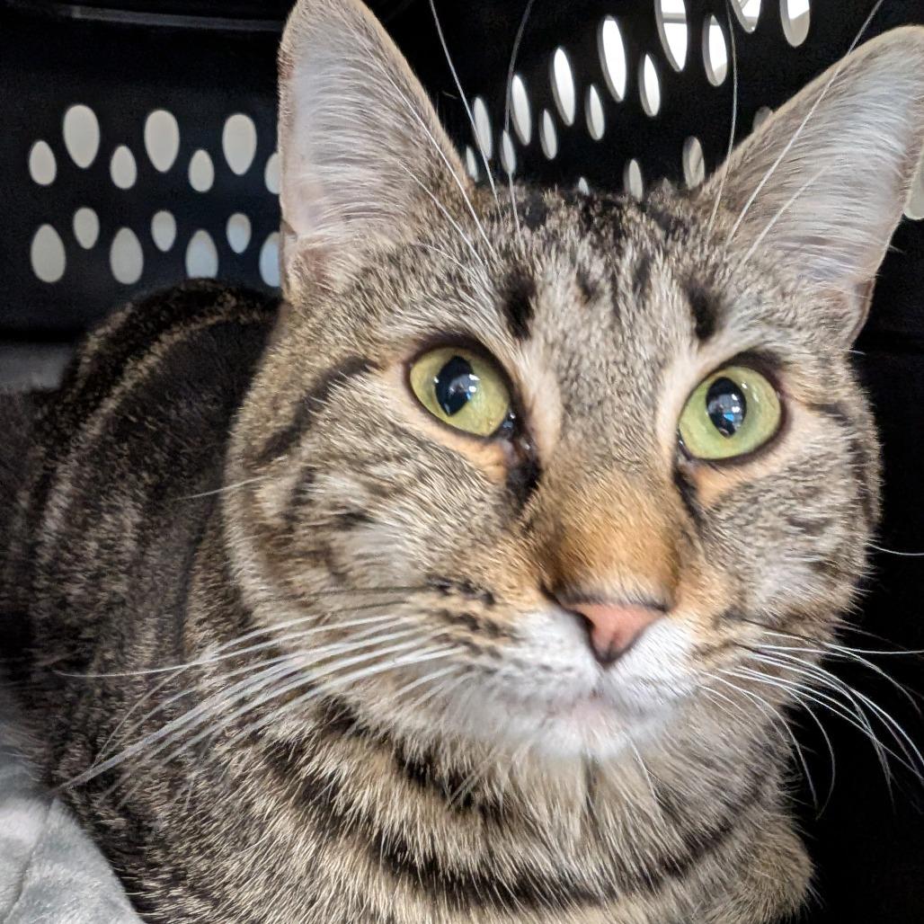 Enlarge Bonkers, a Adoptable Domestic Short Hair in Watertown, NY image 2/3
