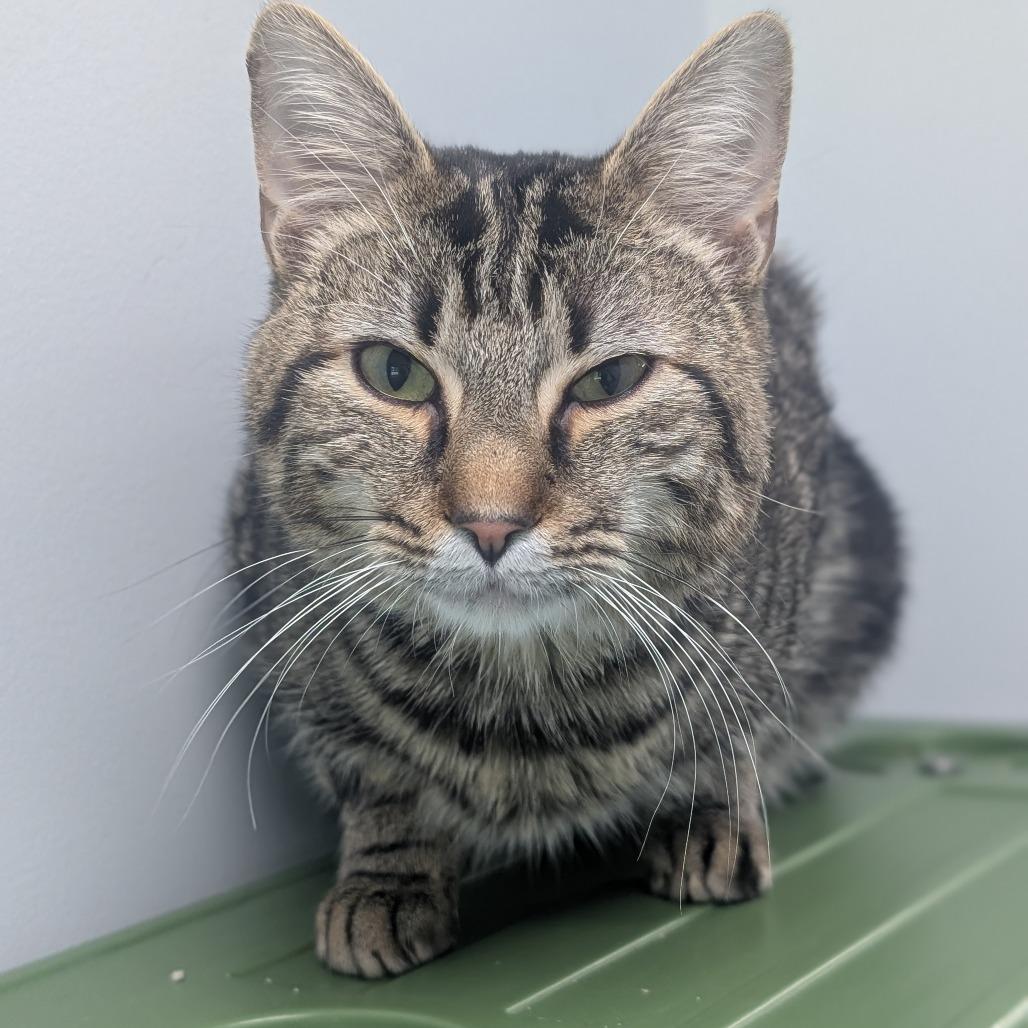 Enlarge Bonkers, a Adoptable Domestic Short Hair in Watertown, NY image 3/3