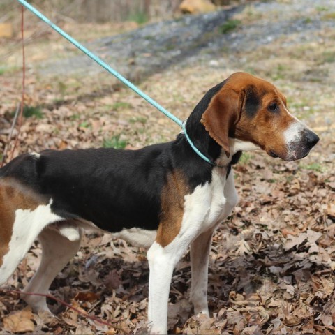 Paul Rudd, Adoptable, Adult Male Treeing Walker Coonhound.
