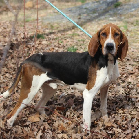 Paul Rudd, a Adoptable Treeing Walker Coonhound in Lyndhurst, VA image 2/6