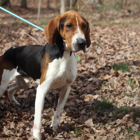 Paul Rudd, a Adoptable Treeing Walker Coonhound in Lyndhurst, VA image 3/6