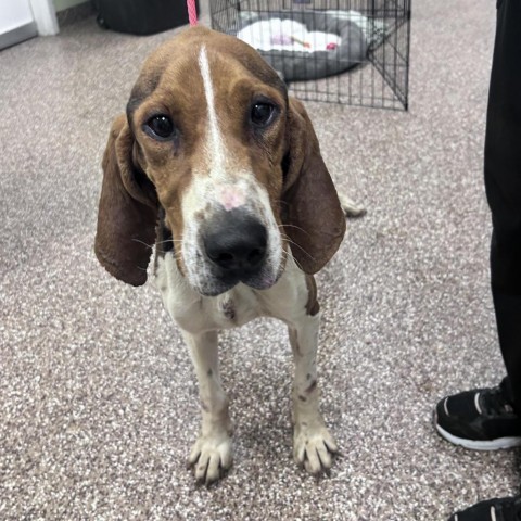 Paul Rudd, a Adoptable Treeing Walker Coonhound in Lyndhurst, VA image 4/6