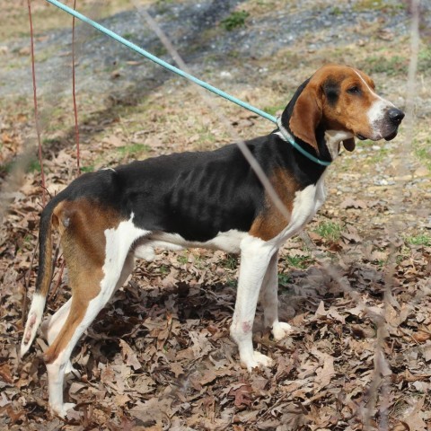 Paul Rudd, a Adoptable Treeing Walker Coonhound in Lyndhurst, VA image 5/6