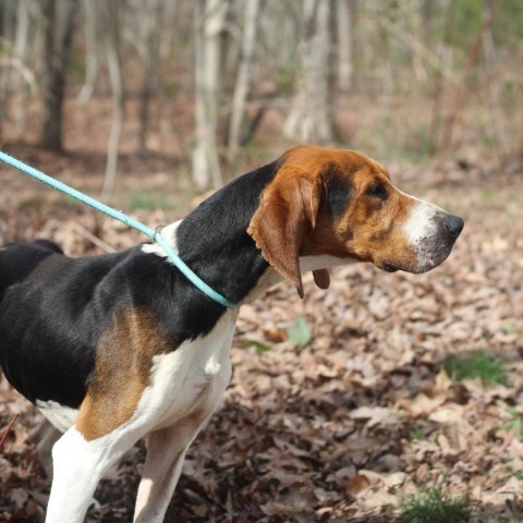 Paul Rudd, a Adoptable Treeing Walker Coonhound in Lyndhurst, VA image 6/6