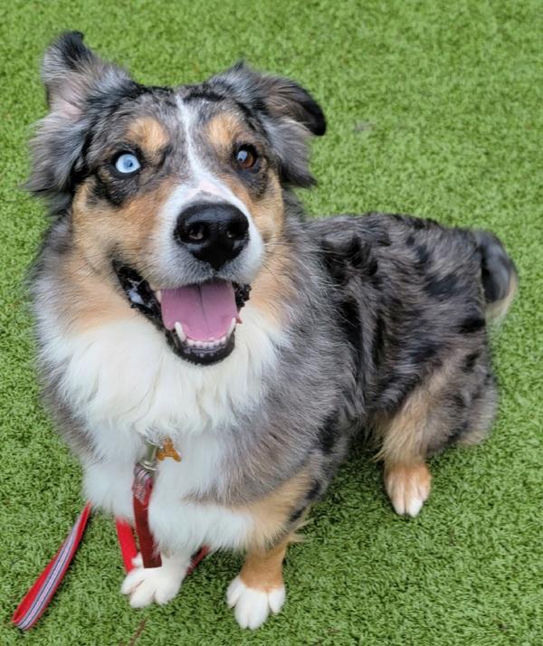 Max, a Adoptable mixed breed in Silverdale, WA image 1/6