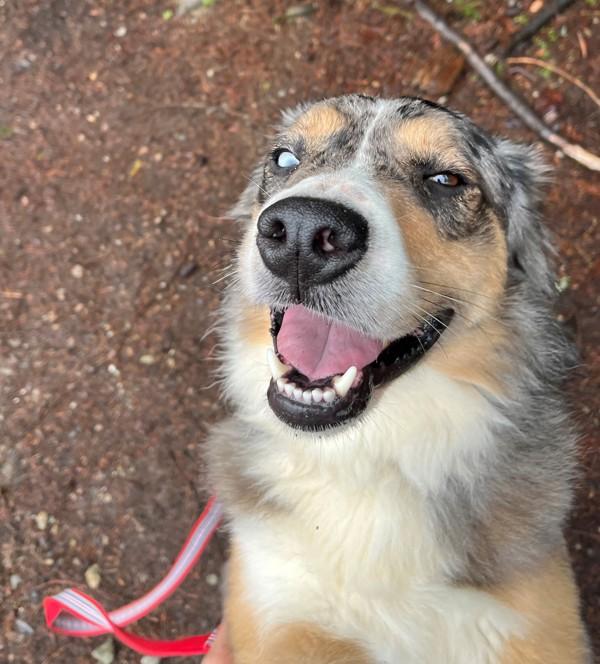 Max, a Adoptable mixed breed in Silverdale, WA image 2/6
