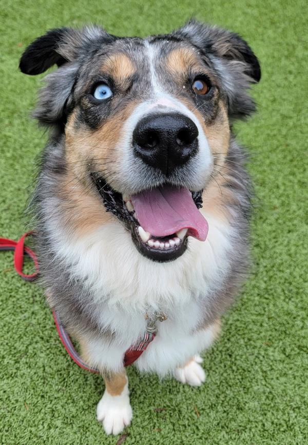 Max, a Adoptable mixed breed in Silverdale, WA image 3/6