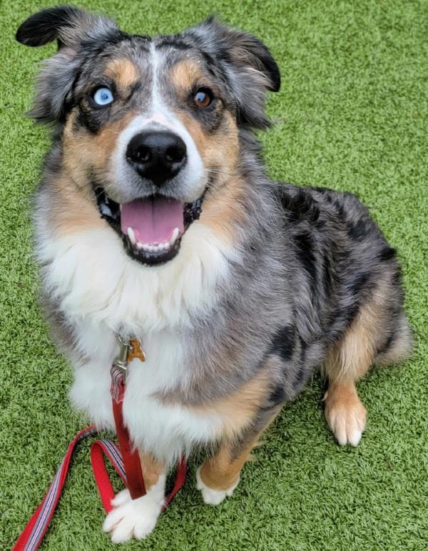 Max, a Adoptable mixed breed in Silverdale, WA image 4/6