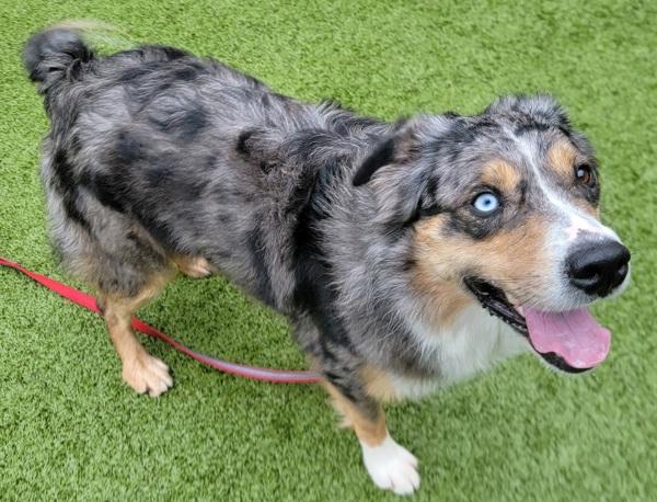 Max, a Adoptable mixed breed in Silverdale, WA image 5/6