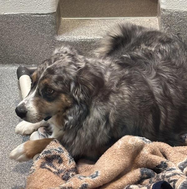 Max, a Adoptable mixed breed in Silverdale, WA image 6/6