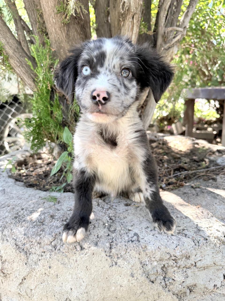 GALILEO, Adopted, Puppy Male Australian Shepherd.