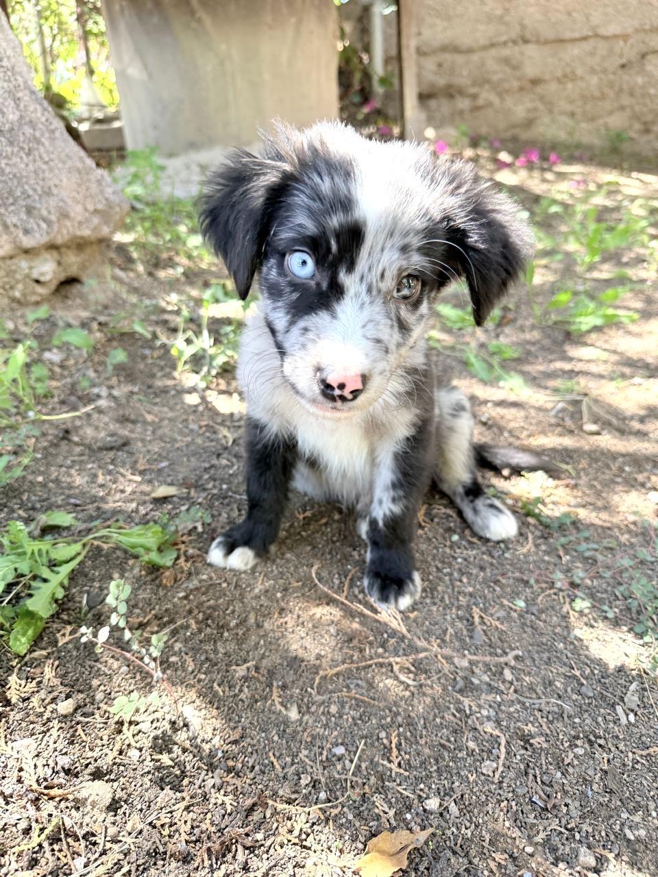 Enlarge GALILEO, a Adopted Australian Shepherd in Nogales, SON image 4/6