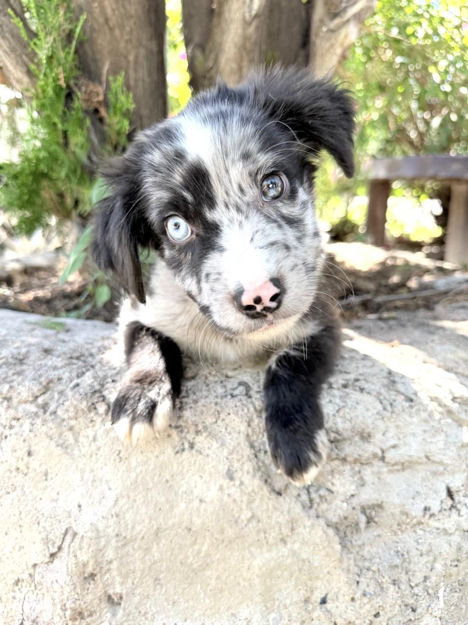Enlarge GALILEO, a Adopted Australian Shepherd in Nogales, SON image 3/6