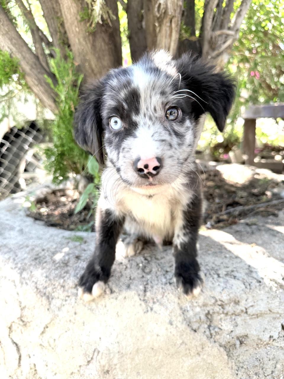 Enlarge GALILEO, a Adopted Australian Shepherd in Nogales, SON image 2/6